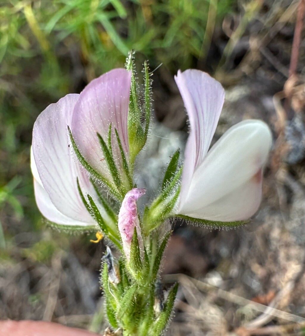 Ononis pinnata flower