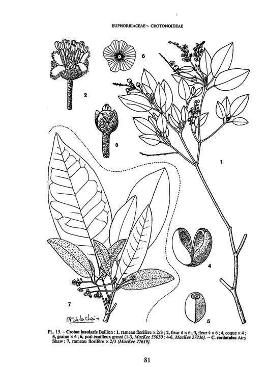 Croton cordatulus — houseplant care guide