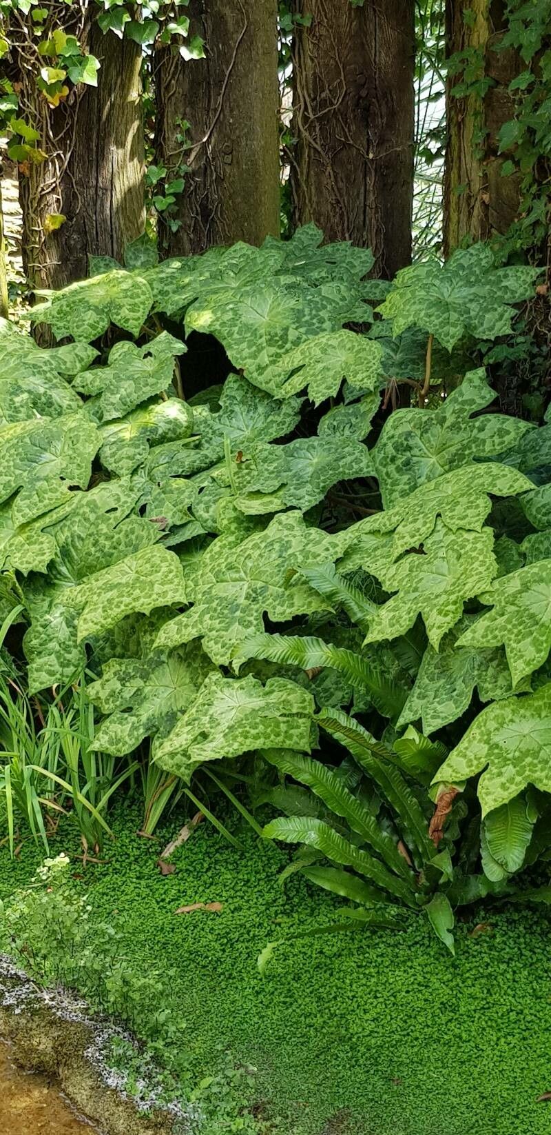 Podophyllum cv. 'Kaleidoscope' leaf