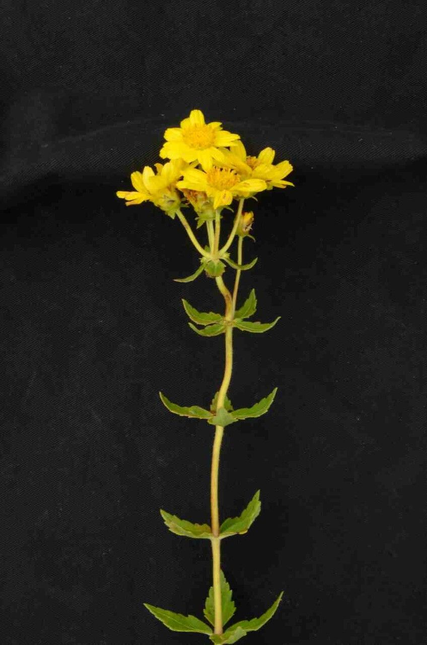 Calea quadrifolia flower