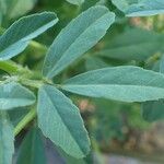 Trigonella foenum-graecum