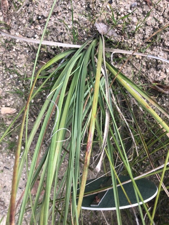 Nolina lindheimeriana — houseplant care guide