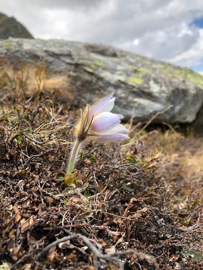 Anemone vernalis flower