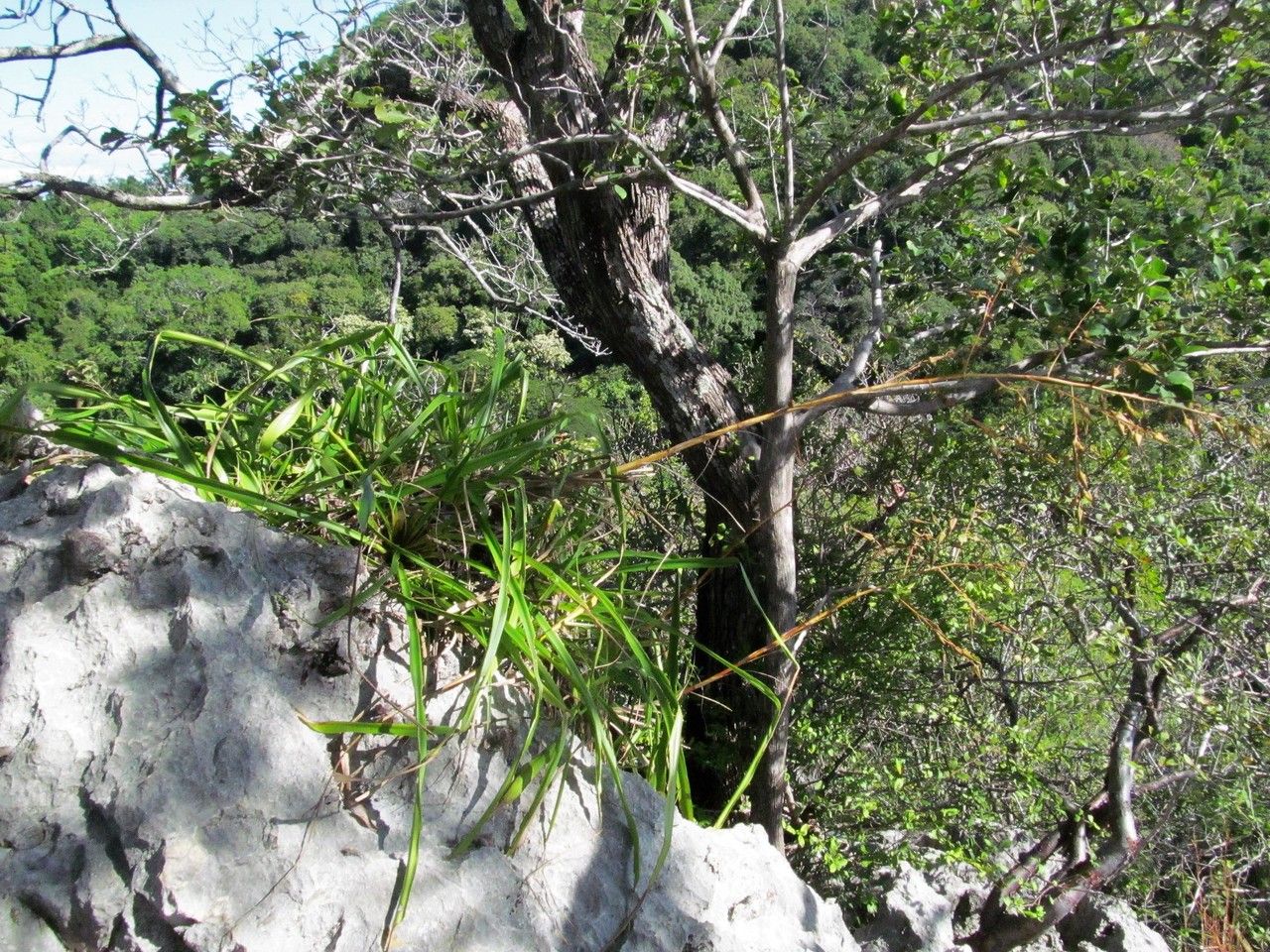 Pitcairnia calcicola habit