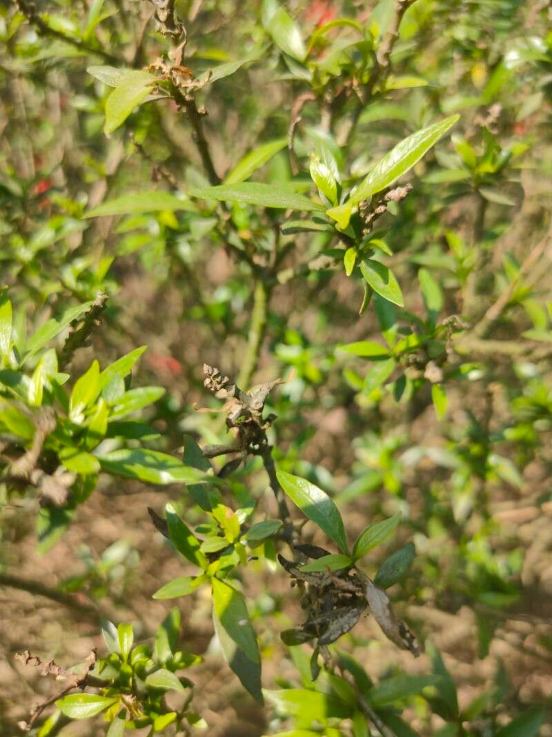 Salix pseudocalyculata — houseplant care guide