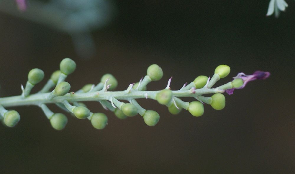 Fumaria vaillantii fruit