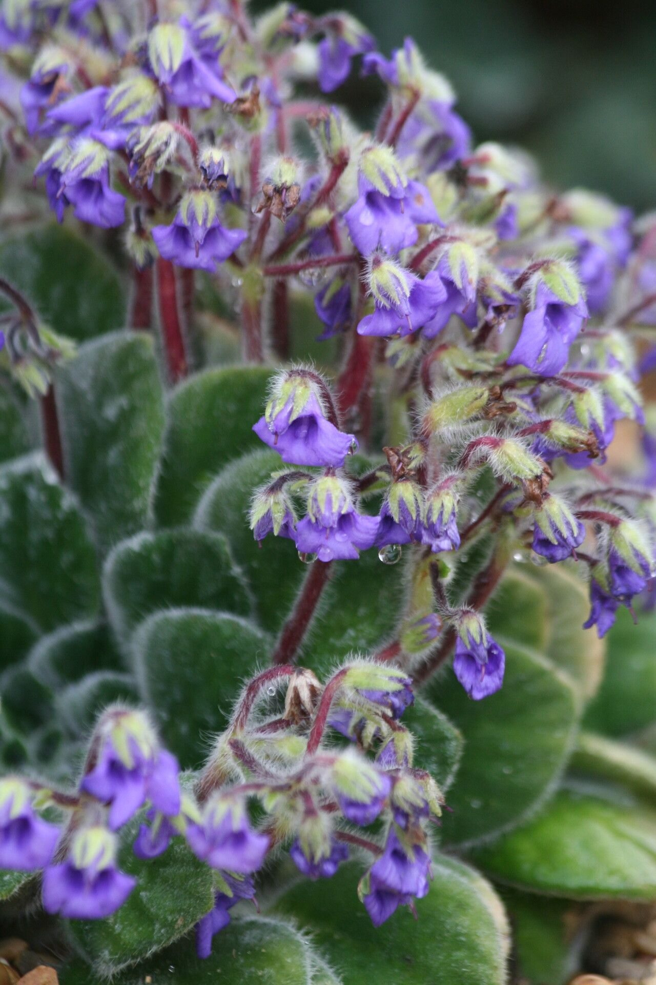 Petrocosmea iodioides flower