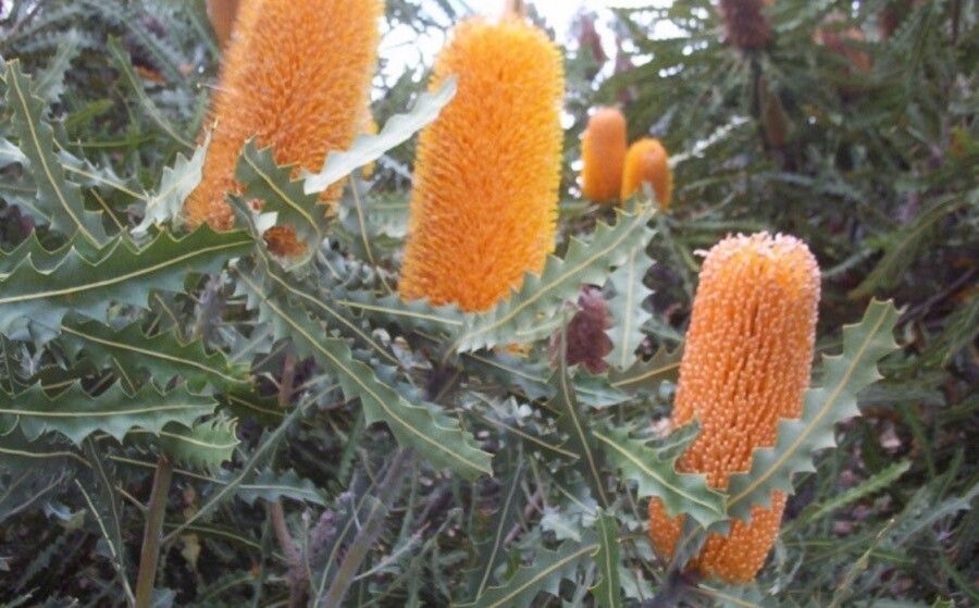 Banksia ashbyi flower