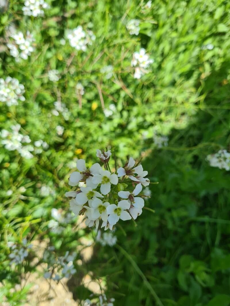 Cardamine matthioli flower