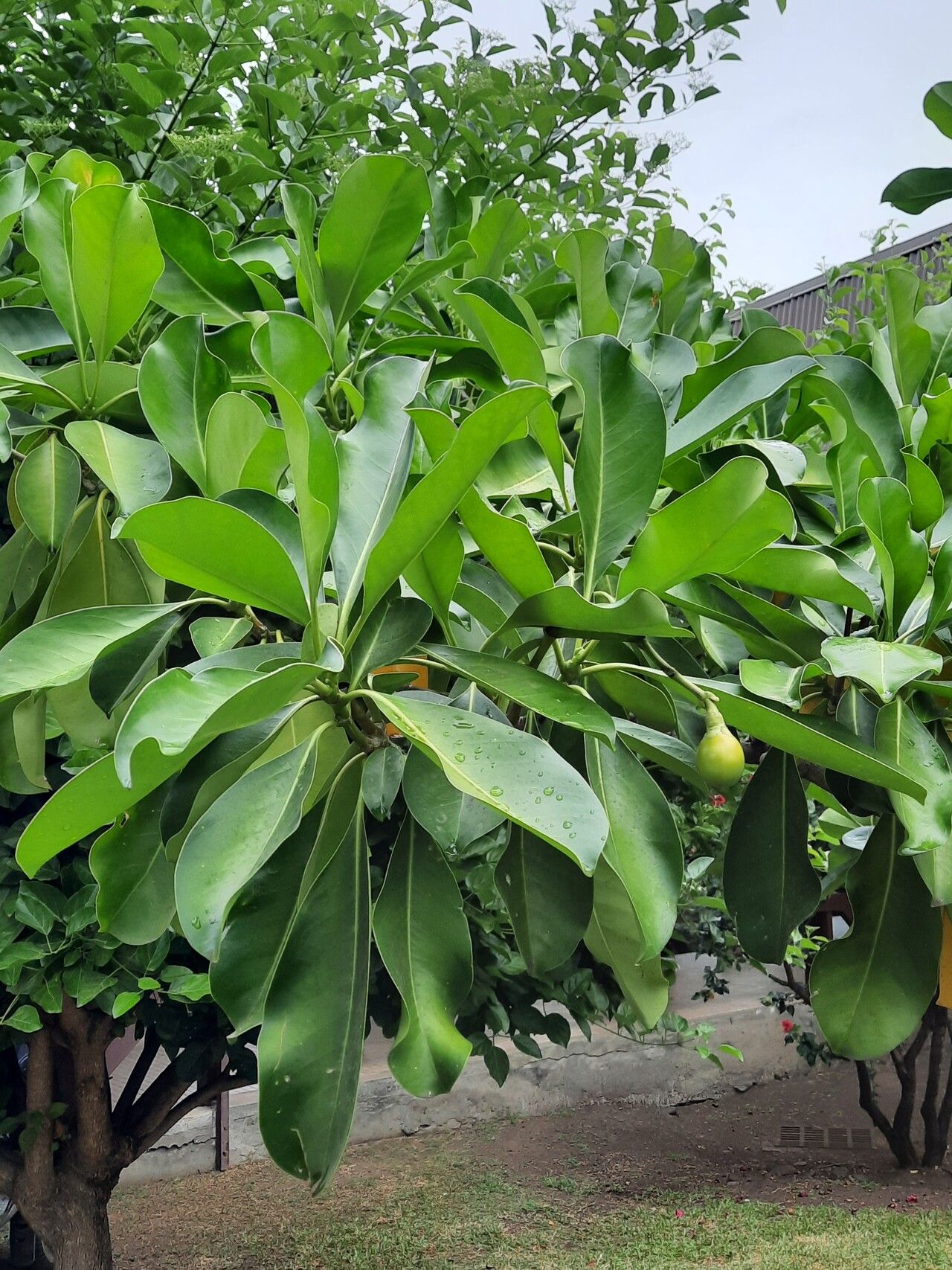 Fagraea berteroana other