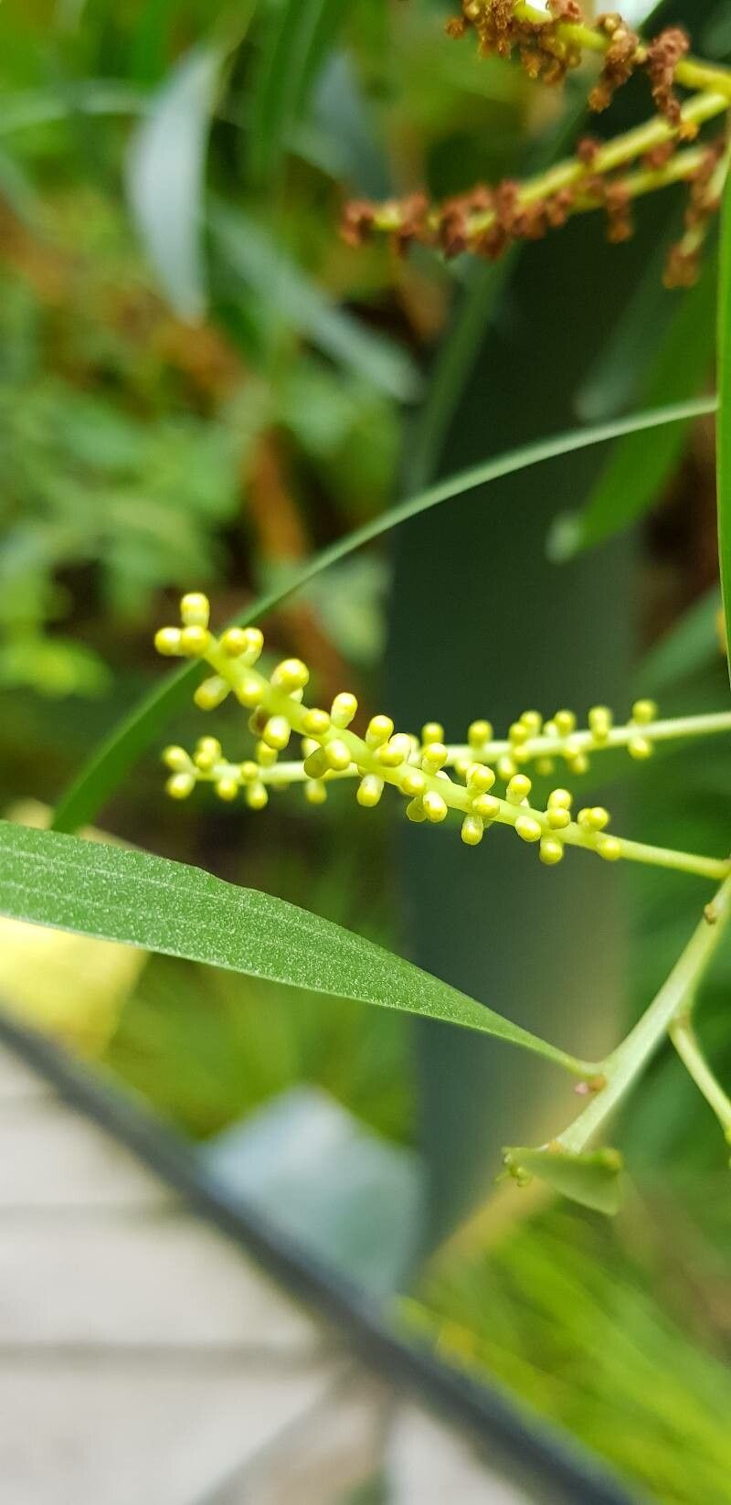Acacia spirorbis flower