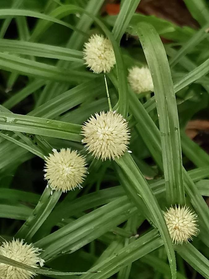 Calamagrostis varia flower