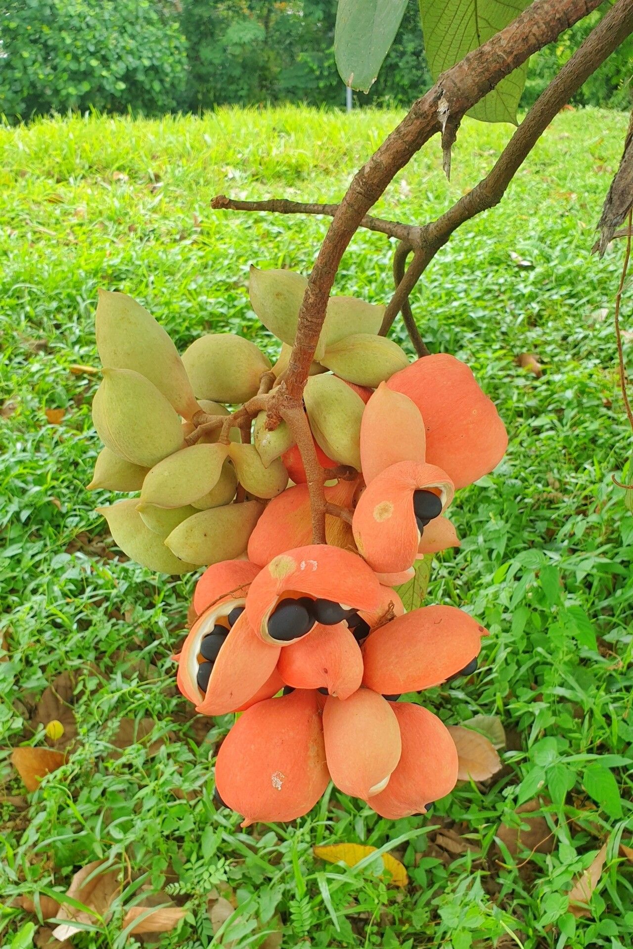 Sterculia cordata fruit