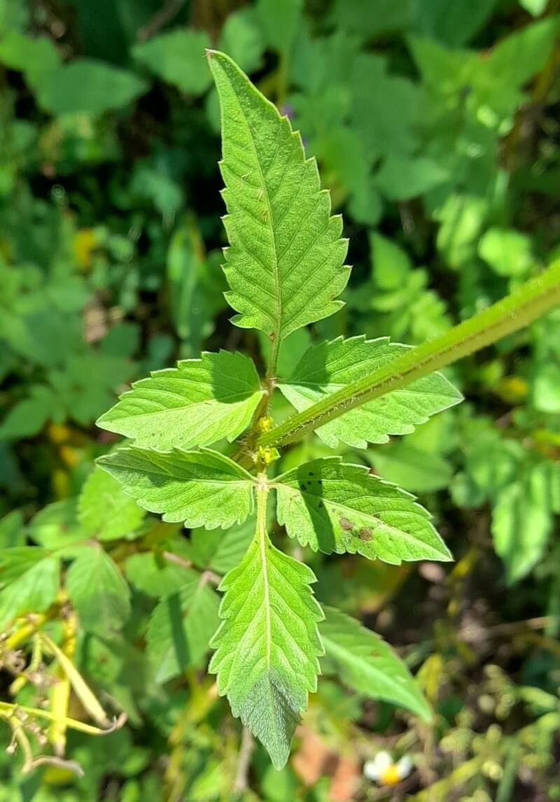 Bidens mandonii — houseplant care guide