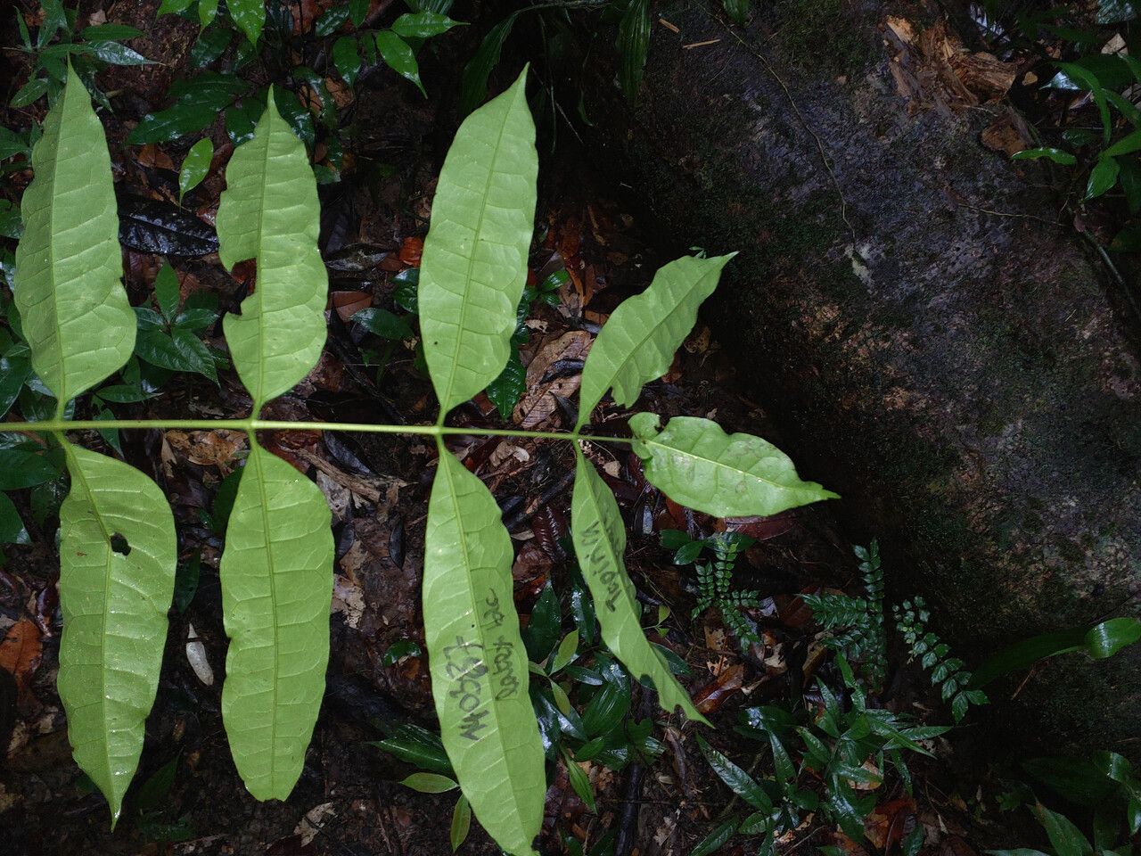 Protium subserratum leaf