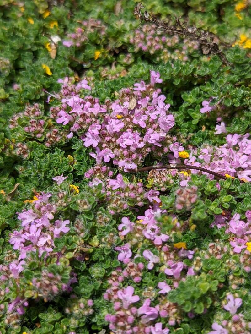 Thymus villosus flower