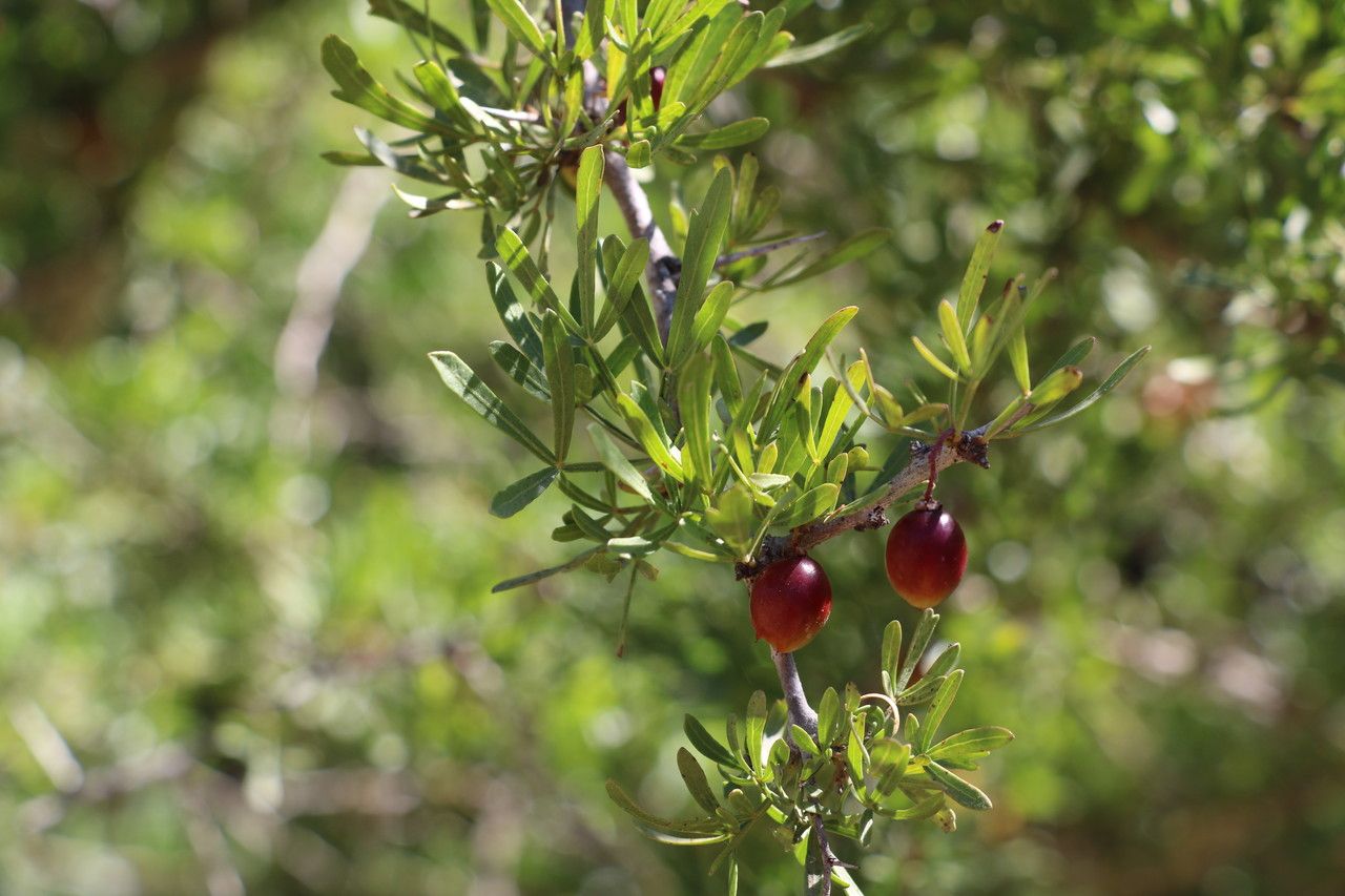 Searsia pentaphylla habit