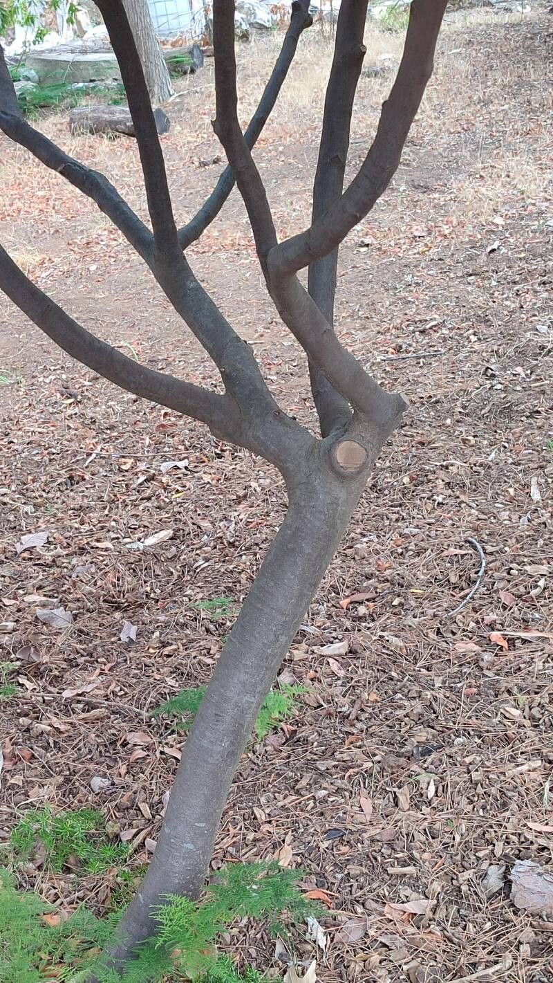 Alectryon coriaceus bark