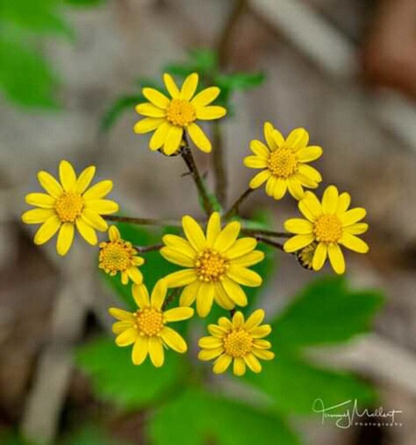 Faujasia salicifolia flower