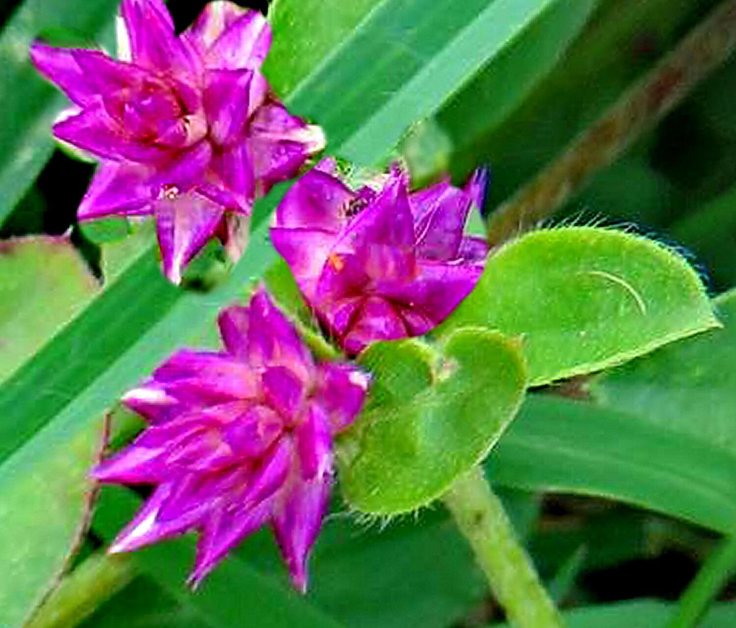 Gomphrena nitida — search result for 'Gomphrena'