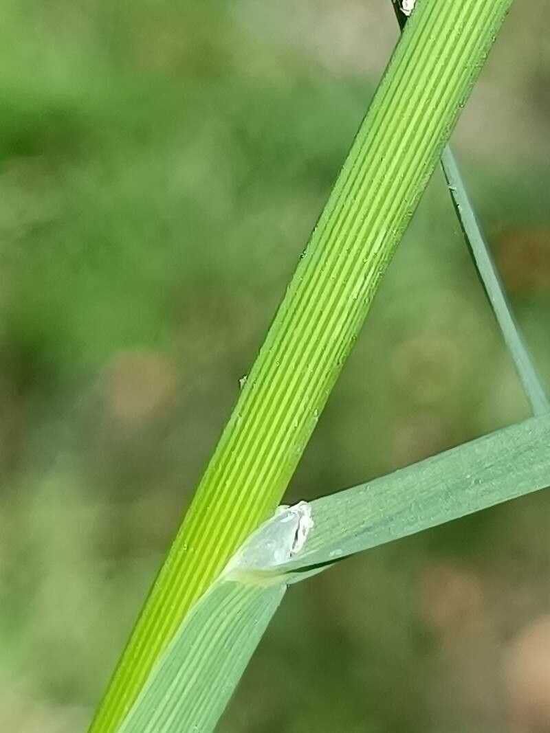 Glyceria fluitans — search result for 'Poa'