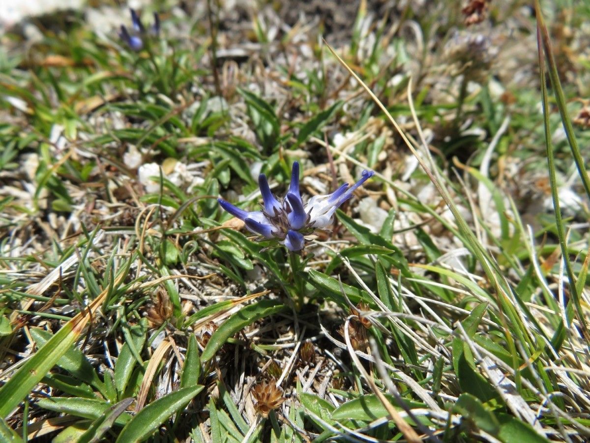 Phyteuma serratum habit