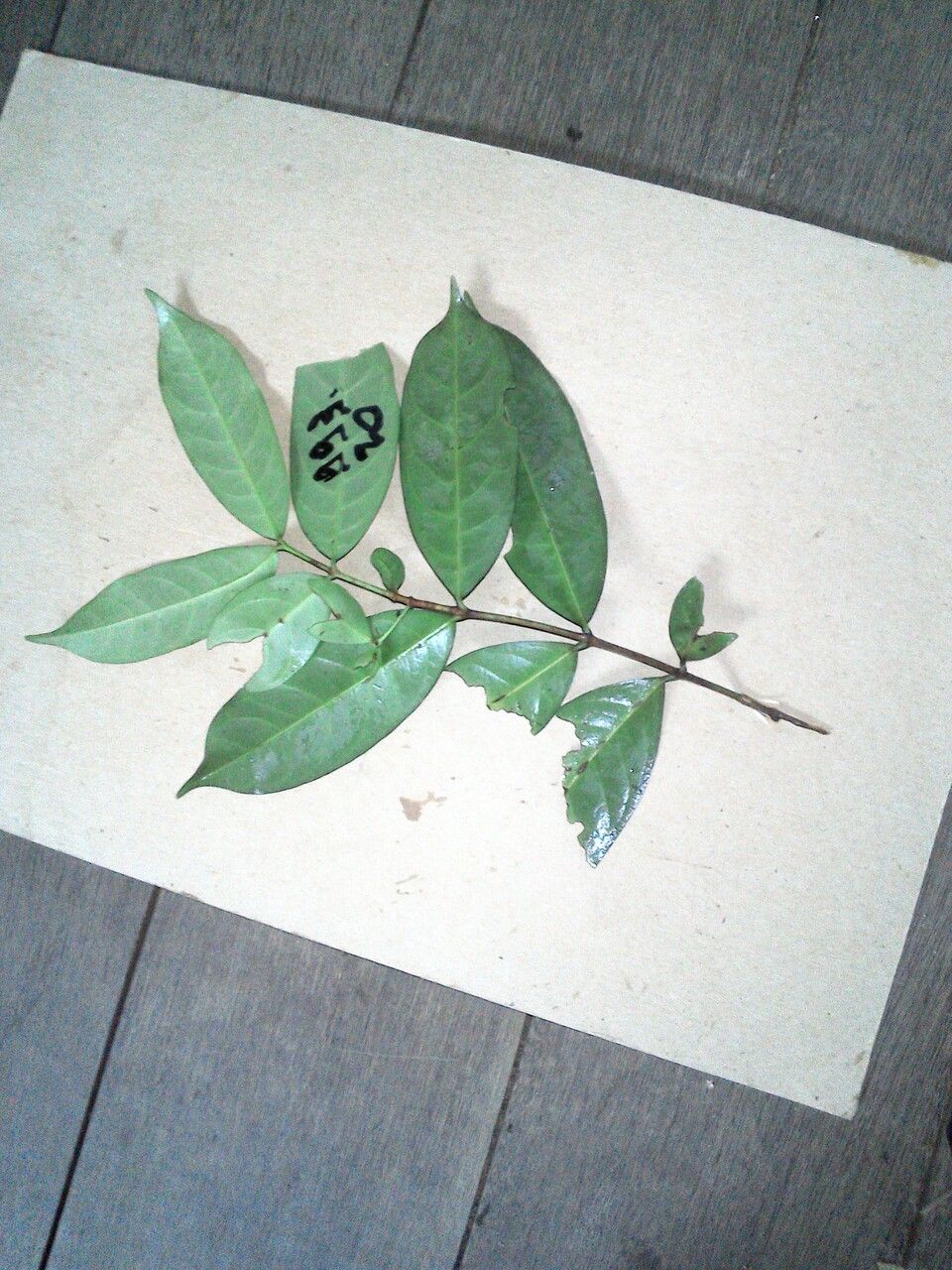 Lacmellea aculeata leaf