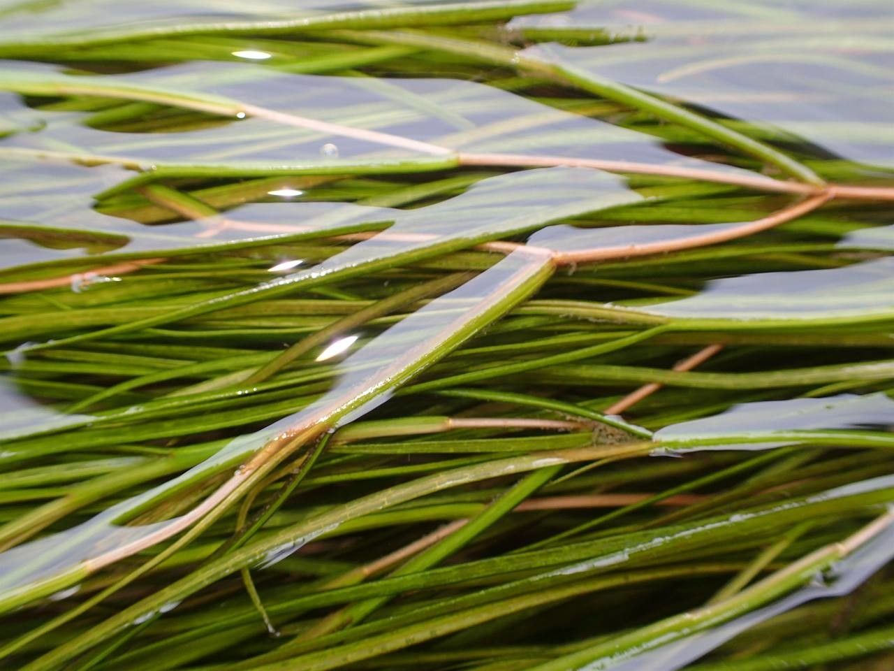 Stuckenia pectinata fruit