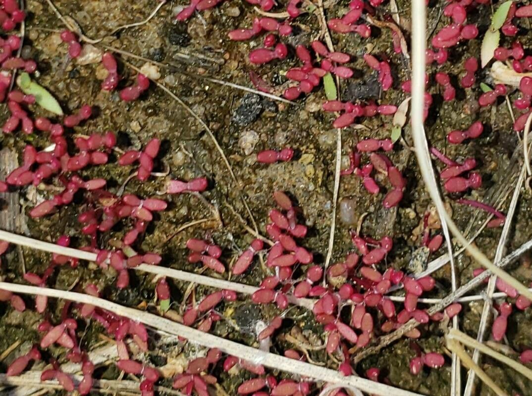 Salicornia rubra flower
