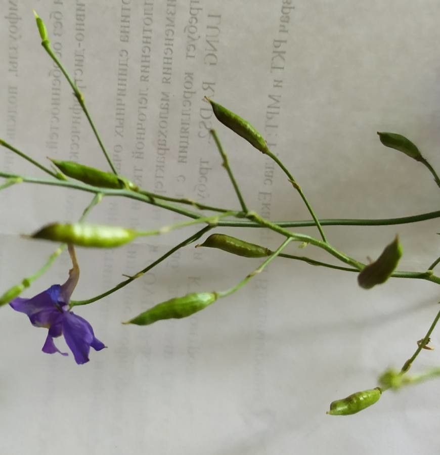 Consolida regalis fruit