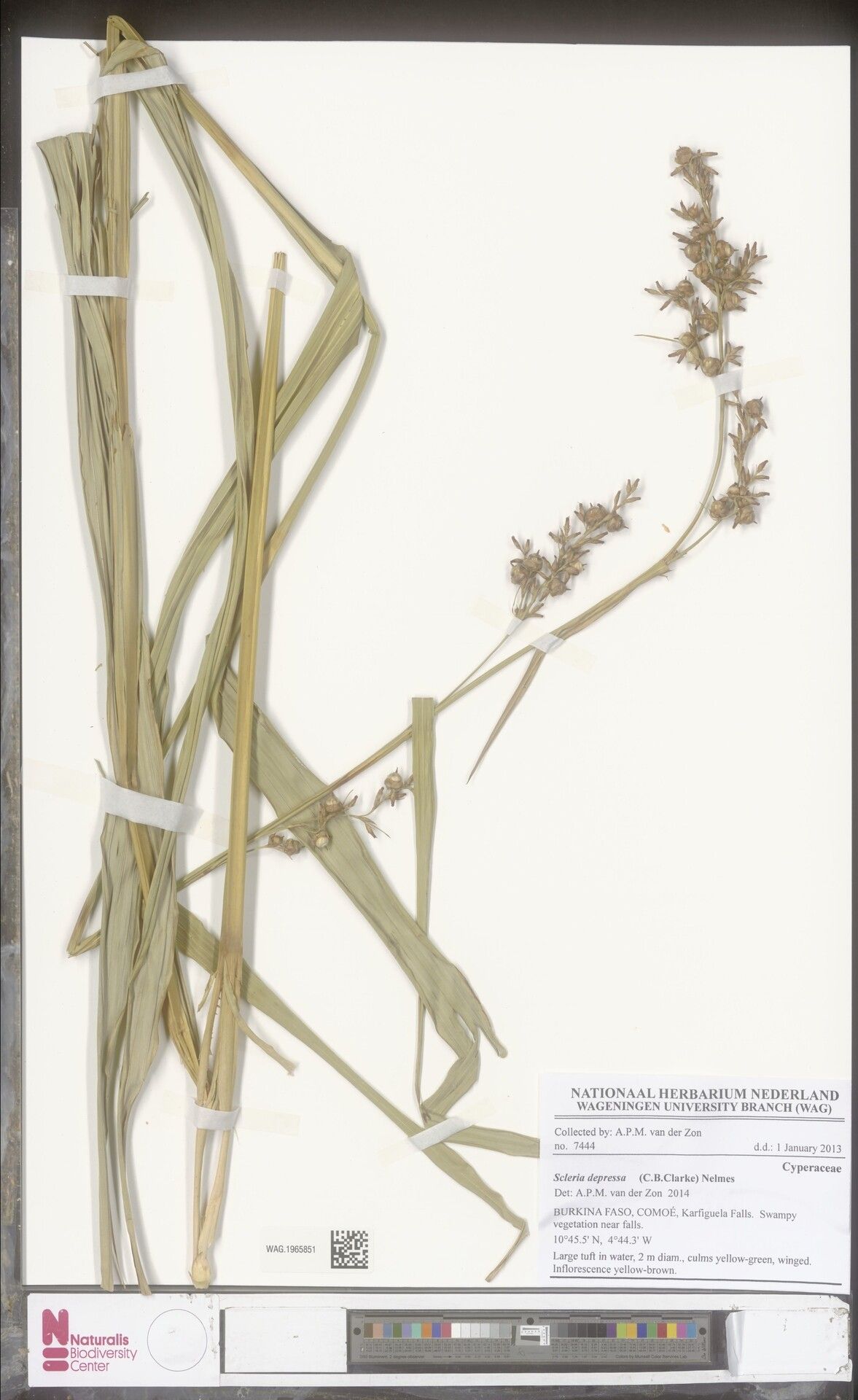 Scleria depressa — houseplant care guide