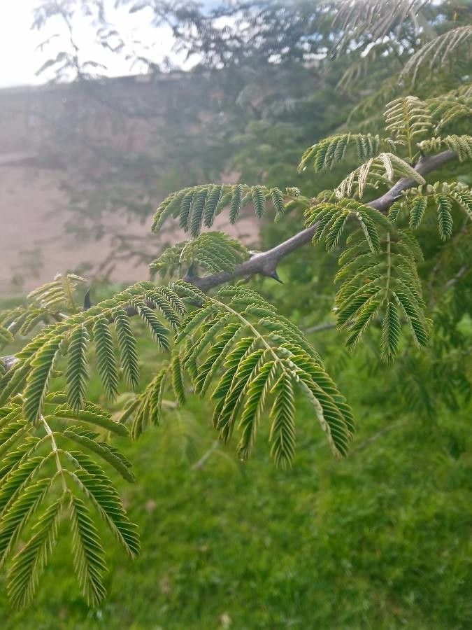 Albizia harveyi leaf
