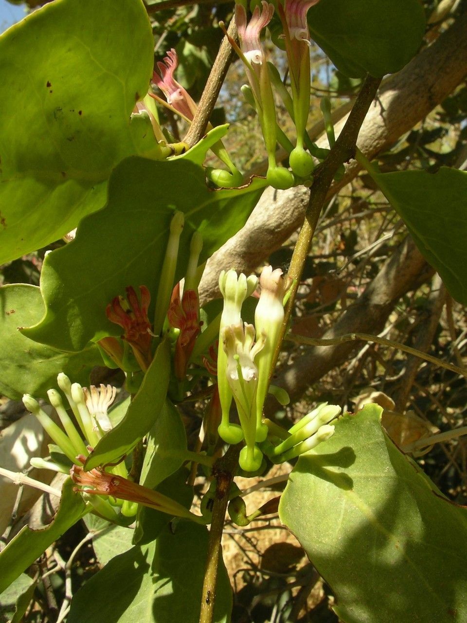 Tapinanthus pentagonia habit