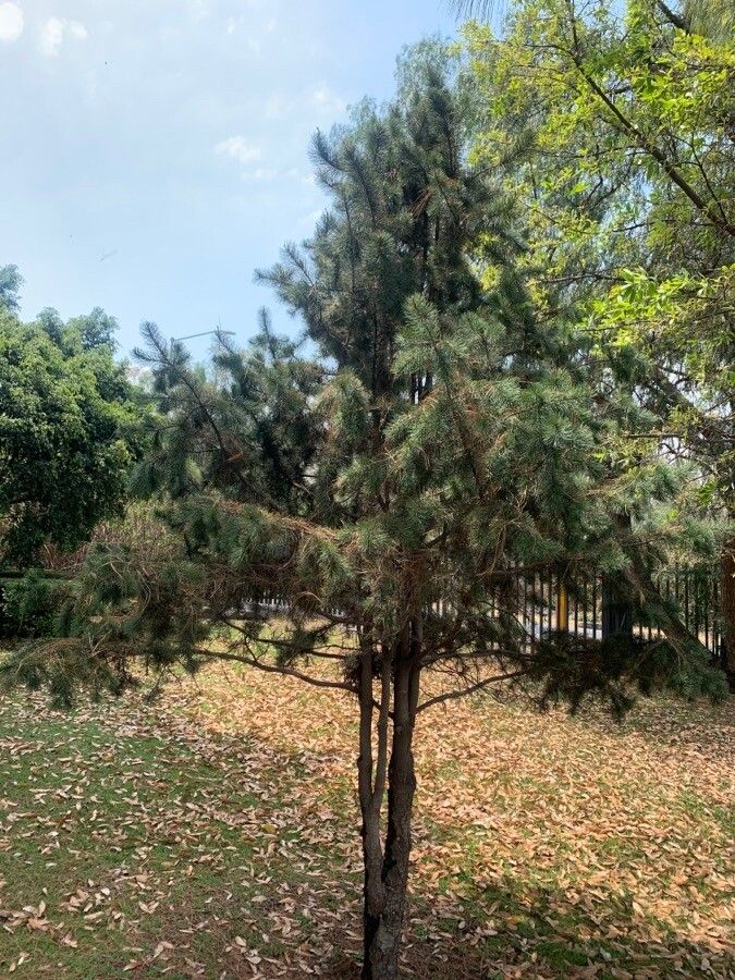 Pinus nelsonii — houseplant care guide