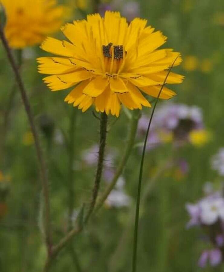 Picris asplenioides flower