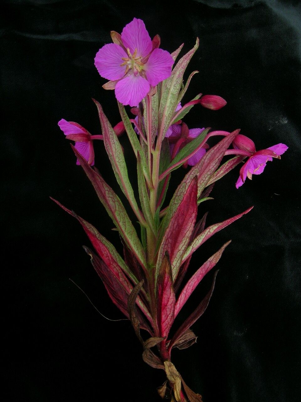 Epilobium conspersum — search result for 'Epilobium'