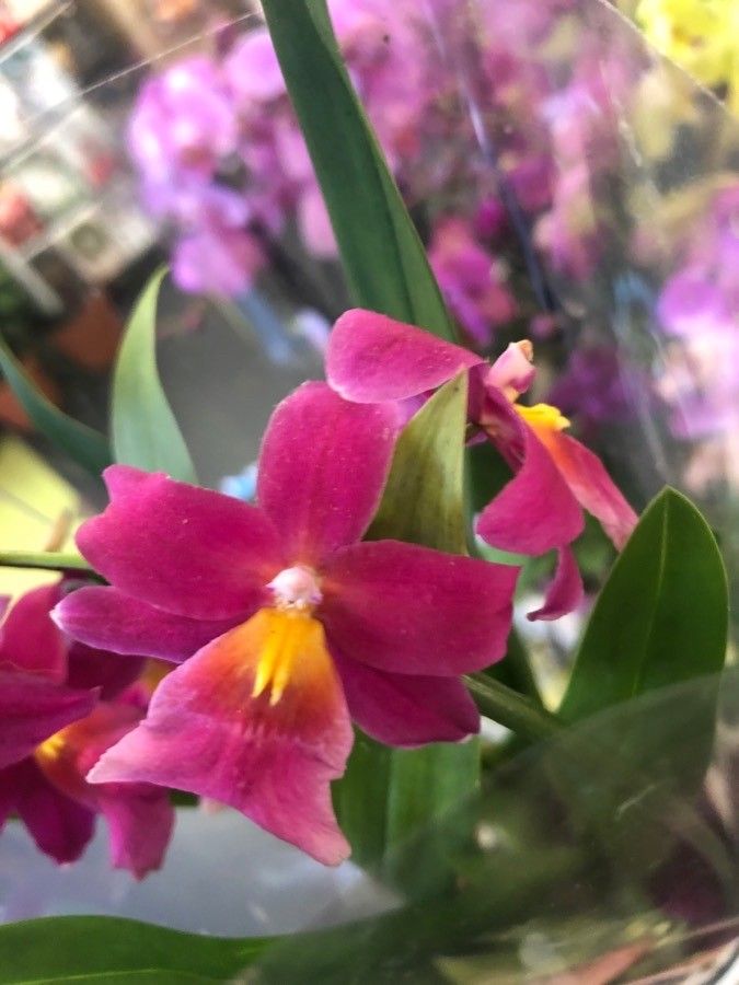 Cattleya brevipedunculata flower