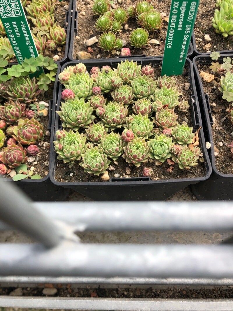 Sempervivum ingwersenii — search result for 'Sempervivum'