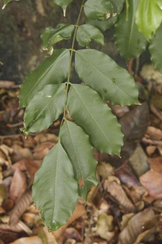 Andira inermis — search result for 'Belize'