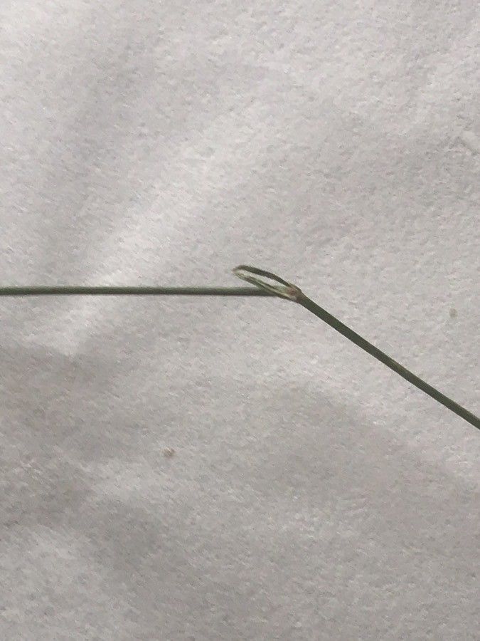 Asperula cynanchica leaf