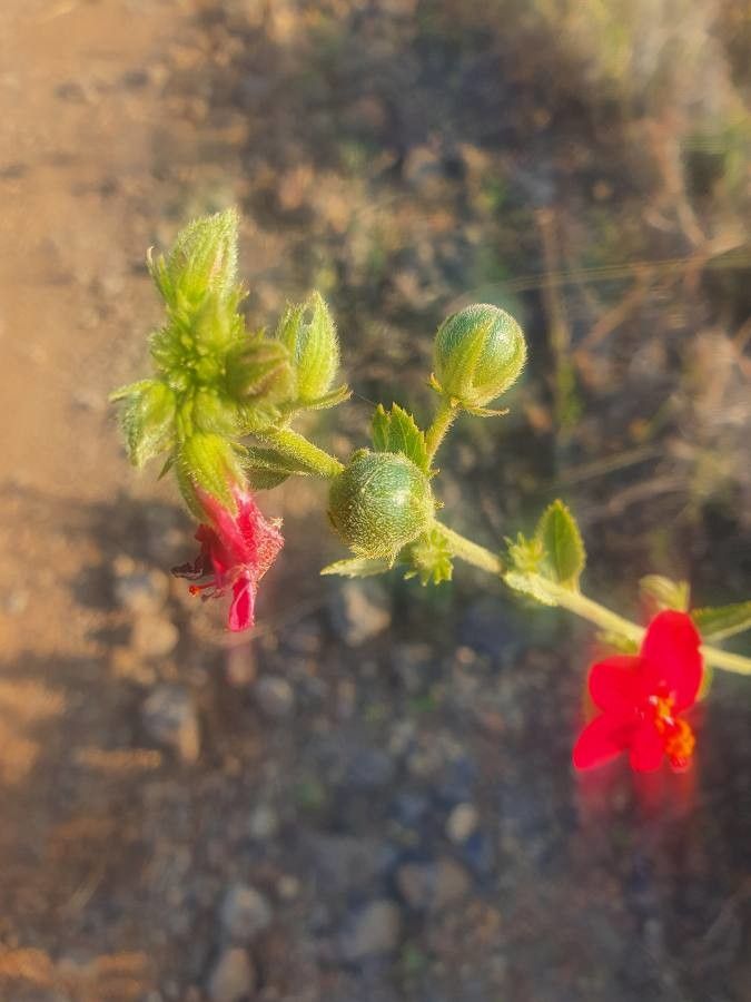 Hibiscus aponeurus flower