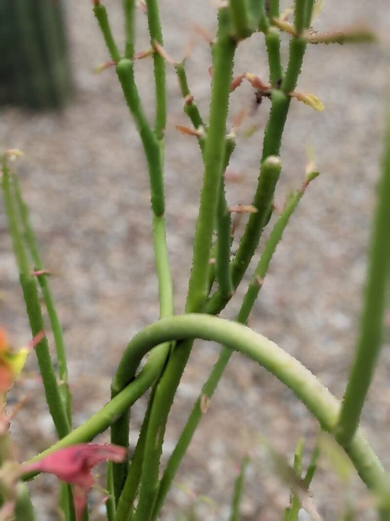 Euphorbia lomelii bark
