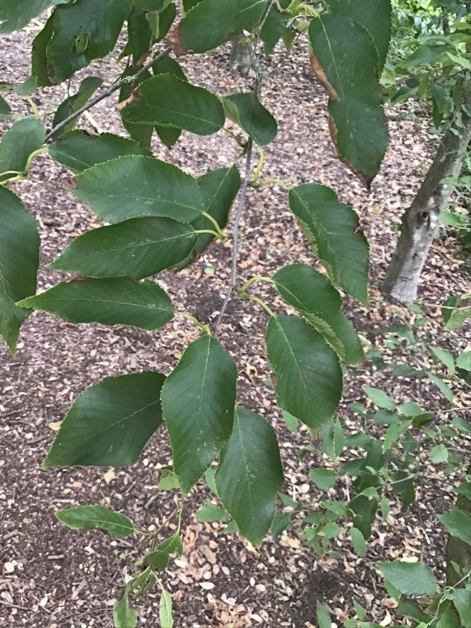 Betula insignis — search result for 'Betula'