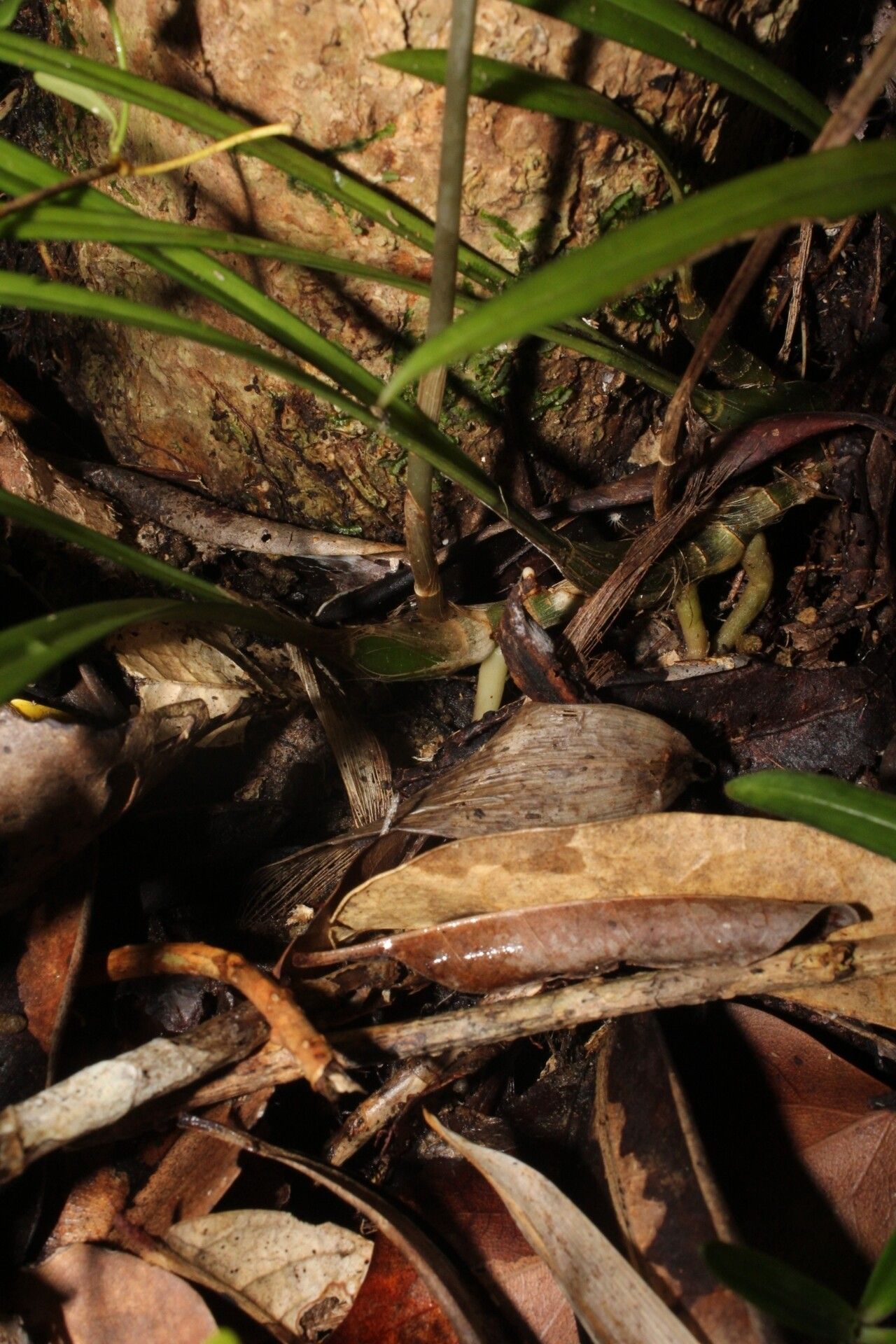 Eulophia sclerophylla bark