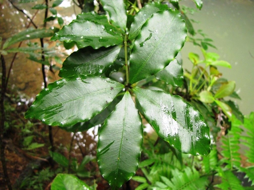 Alyxia loeseneriana — houseplant care guide