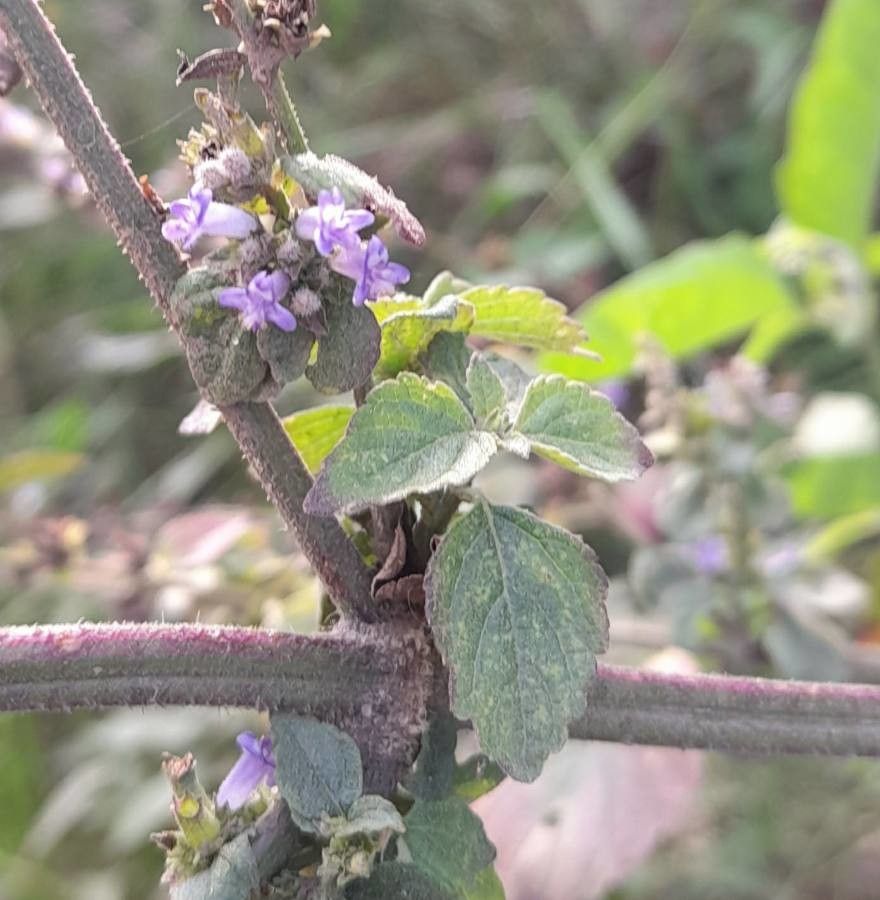 Hyptis mutabilis — houseplant care guide