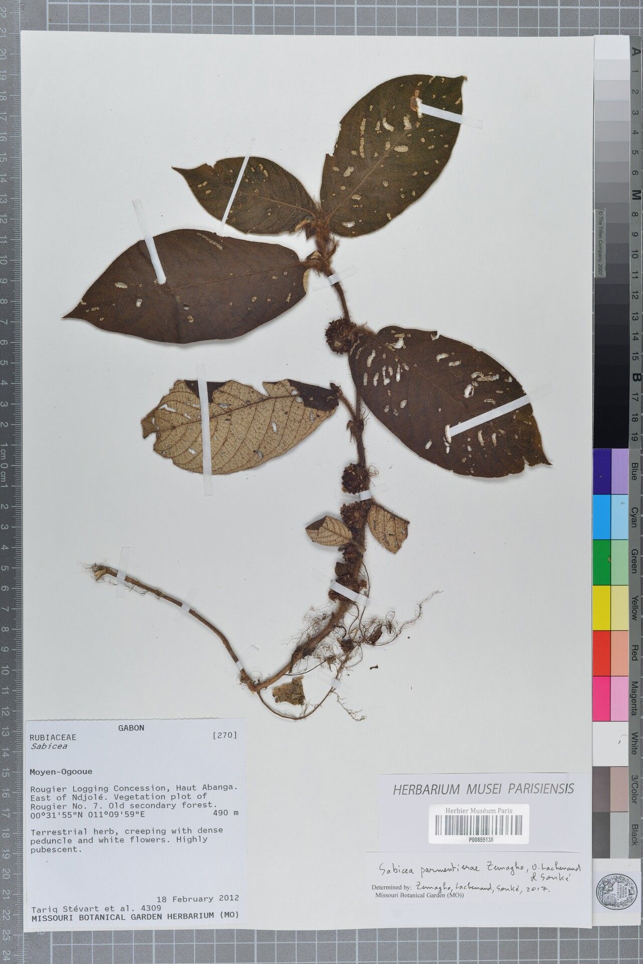 Sabicea parmentierae — houseplant care guide