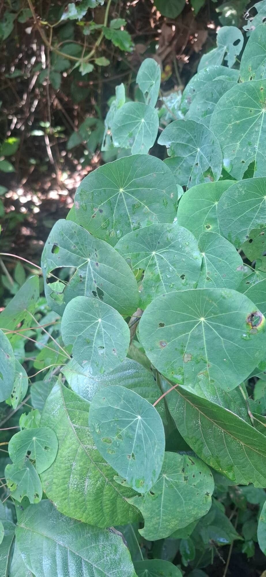 Cissampelos tropaeolifolia leaf