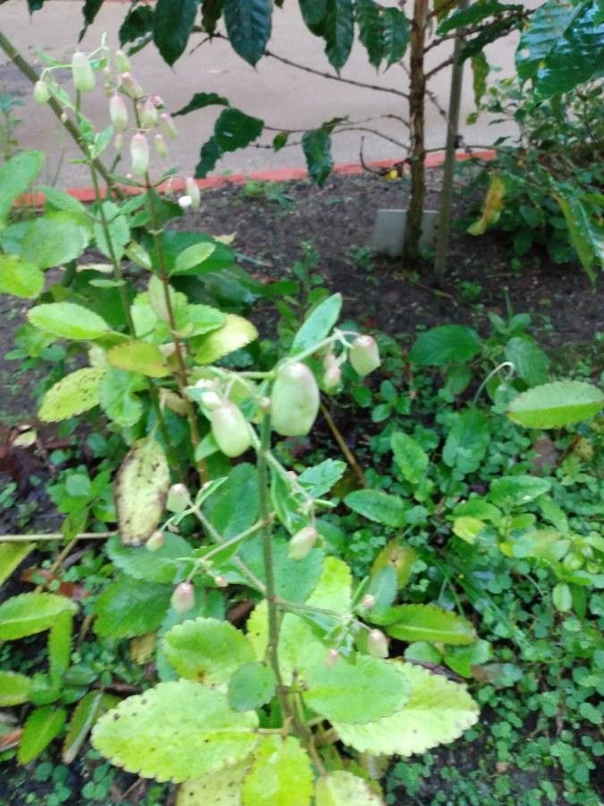 Kalanchoe pinnata fruit