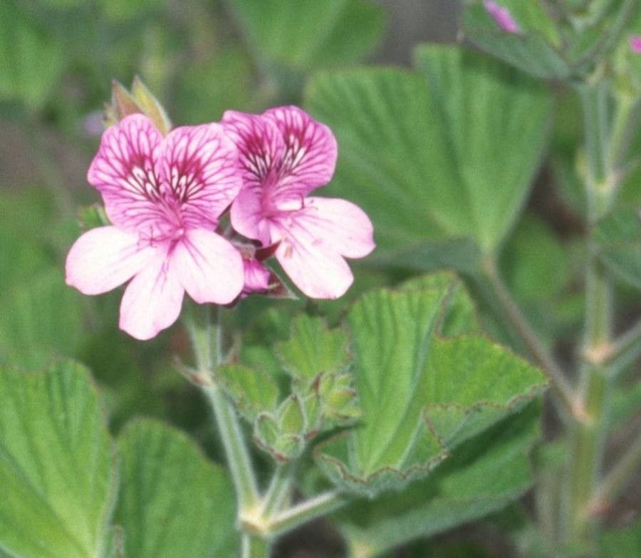 Pelargonium cucullatum flower